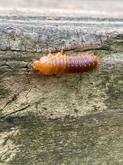 Monocesta coryli