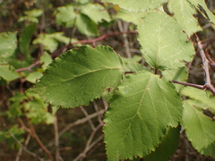 Rubus fruticosus