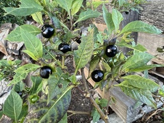 Atropa belladonna