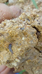 Lepismatidae