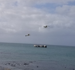 Larus dominicanus vetula