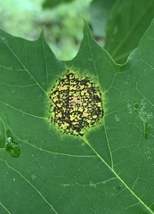 Rhytisma acerinum