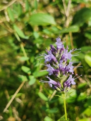 Agastache foeniculum