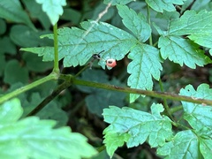 Actaea rubra
