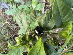 Atropa belladonna