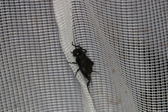 Melanogryllus desertus