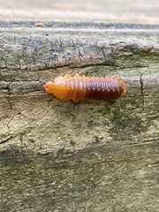Monocesta coryli