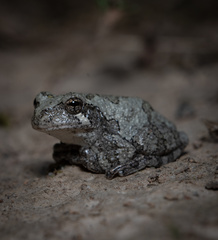 Hyla chrysoscelis
