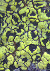 Rhizocarpon