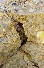 Lepismatidae
