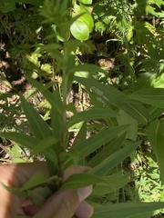Solidago odora