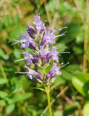Agastache foeniculum