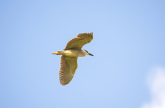 Nycticorax nycticorax