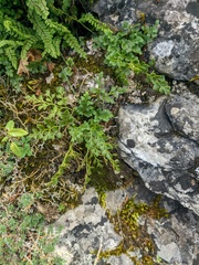 Asplenium ruta-muraria