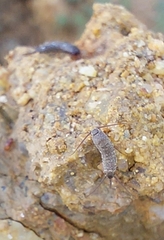 Lepismatidae