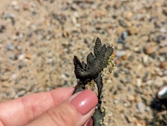 Fucus distichus