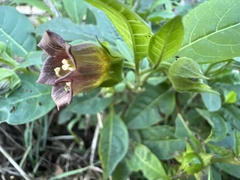 Atropa belladonna
