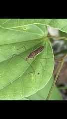 Zelus cervicalis
