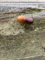 Monocesta coryli
