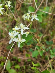 Clematis flammula