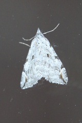 Aplocera plagiata