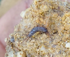 Lepismatidae