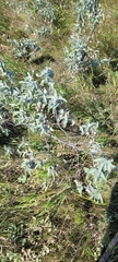 Elaeagnus commutata