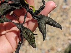 Fucus distichus