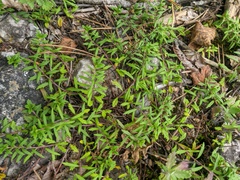 Veronica capsellicarpa