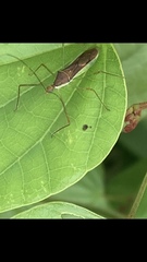 Zelus cervicalis