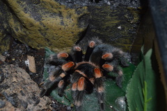 Brachypelma hamorii