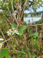 Clematis flammula