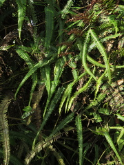Gleicheniaceae