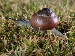 Cepaea nemoralis