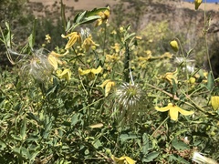 Clematis orientalis