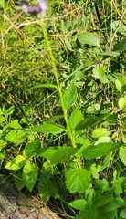 Agastache foeniculum