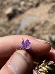 Collomia debilis debilis