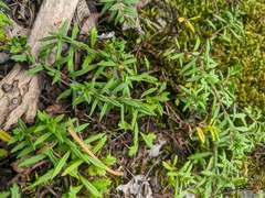 Veronica capsellicarpa