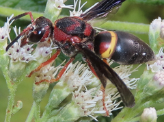 Euodynerus crypticus