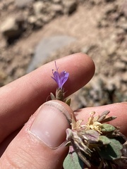 Collomia debilis debilis