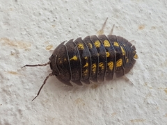 Armadillidium granulatum