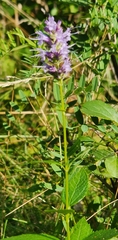 Agastache foeniculum