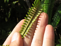 Gleicheniaceae
