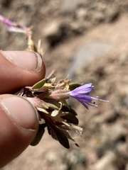Collomia debilis debilis