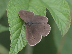 Aphantopus hyperantus