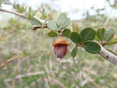 Diospyros