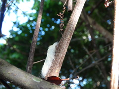 Apatelodes torrefacta