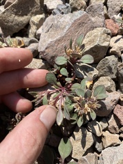 Collomia debilis debilis
