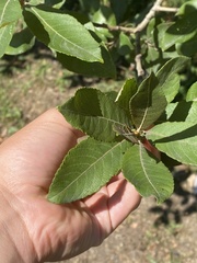 Salix eriocephala