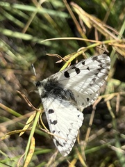 Parnassius smintheus
